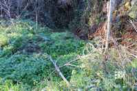 treongar2