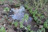 treongar3